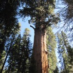 General Sherman Tree