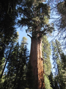 General Sherman Tree